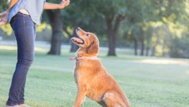 why-dog-training-is-essential-for-a-happy-and-well-behaved-pet